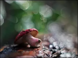 Bokeh, Grzyb, Muchomor