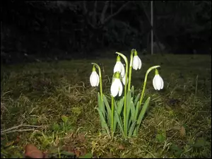 Podświetlenie, Przebiśniegi, Noc