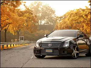 Cadillac, Droga, CTS-V, Drzewa