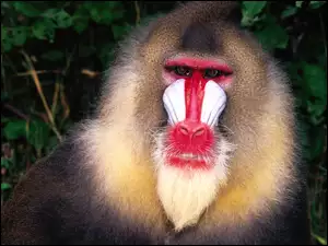 Mandryl