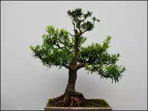 Drzewko bonsai