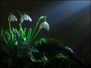 Przebiśniegi, Światło, Rosa, Przebijające