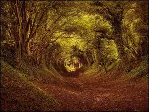 Liście, Las, Tunel