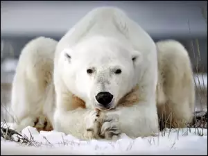 Niedźwiedź, Polarny