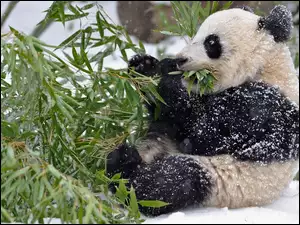 Zima, Miś, Gałąz, Panda, Pożywienie
