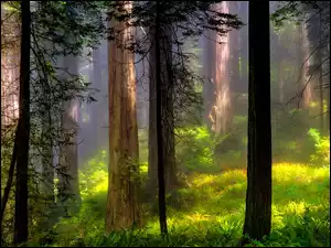 Trawy, Mgła, Przebijające, Las, Wiosna, Światło, Paprocie