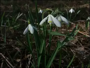 Przebiśniegi