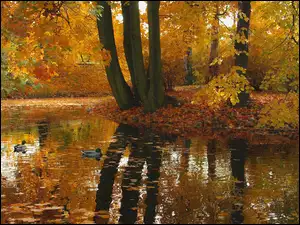 Staw, Jesień, Drzewa, Odbicie, Kaczki