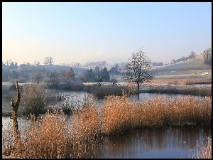 Wzgórza., Tatarak, Bagna. Drzewa