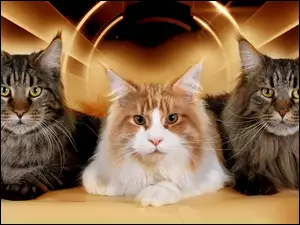 Maine Coon, Trzy, Kotki