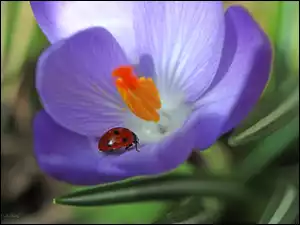 Wiosna, Biedronka, Krokus, Fioletowy, Kwiat