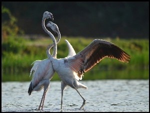 Flamingi, Woda