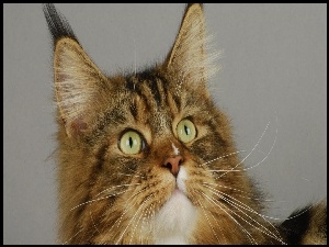 Oczy, Kotek, Maine Coon