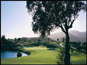 Golfowe, Drzewo, Pole