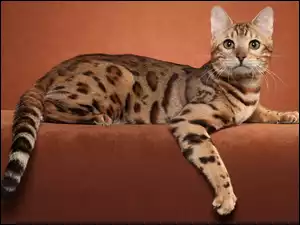 Kot, Ocicat