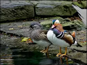 Kamienie, Mandarynek, Staw, Para