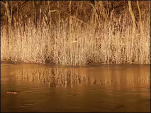 Jezioro, Odbicie, Trzcina, Lód