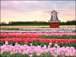 Wiatrak, Pole, Tulipany
