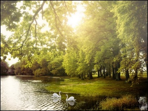 Drzewa, Łabędzie, Jezioro