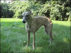 liście, Whippet, zielone