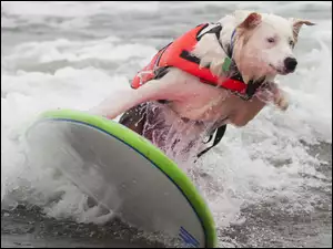 Pies, Surfing