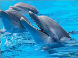 Wodzie, Delfiny, W