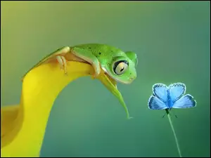 Motyl, Zielona, Żaba
