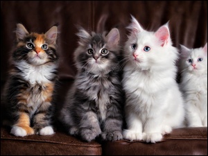 Maine coon, Cztery, Koty