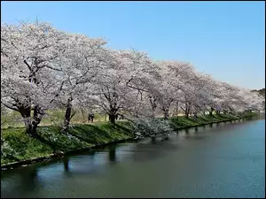 Wiśnie, Rzeka, Sakura, Fukuokazeki, Spacerowicze, Park, Kwitnące