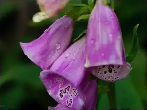 Krople, Kwiaty, Naparstnica Purpurowa