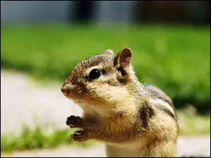 Chipmunk, Mała, Wiewiórka