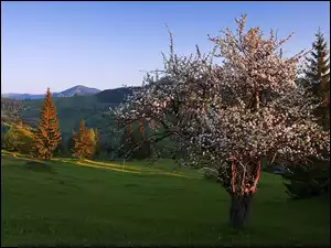 Łąka, Góry, Kwitnące, Wiosna, Drzewo, Lasy