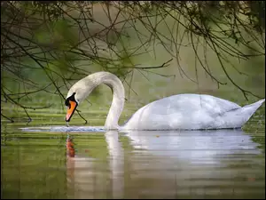 Woda, Łabędź, Gałęzie