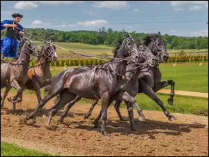 Wyścigi, Ujeżdżanie, Konne, Zaprzęgi