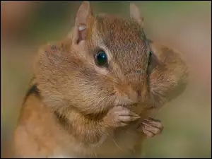 Chipmunk, Portrecik