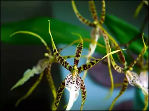 Światło, Orchidea, Kwiat