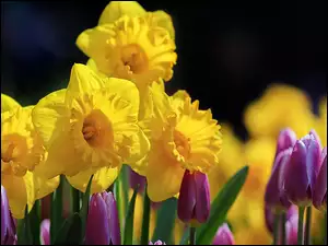 Żonkile, Tulipany