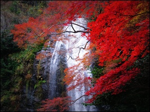 Japonia, Wodospad, Las