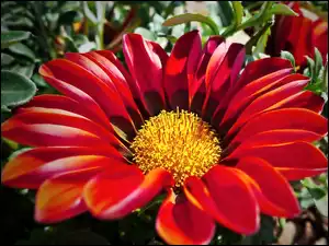 Gazania, Kwiat, Czerwona