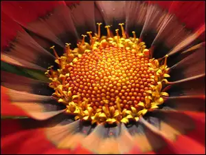 Gazania, Kwiatek, Czerwona