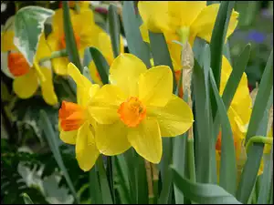 Rosy, Żonkile, Krople