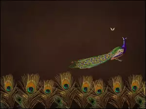 Grafika, Pióra, Paw, Pawie