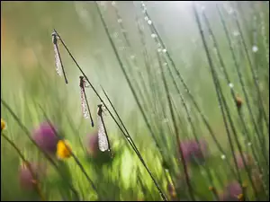 Trzy, Rozmycie, Łąka, Bokeh, Deszcz, Ważki