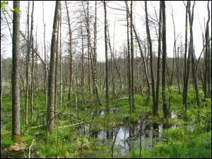 Biebrzańskie, Bagna