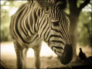 Zebra, Rozmycie