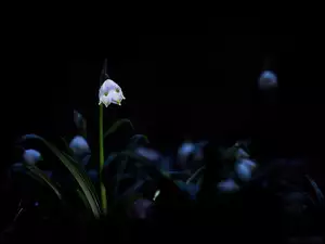 Śnieżyca, Tło, Wiosenna, Czarne