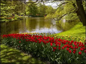 Kaukenhof, W, Rzeka, Wiosna, Tulipany, Holandia, Park, Lisse