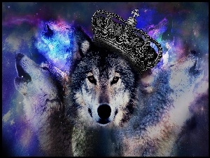 Wilk
