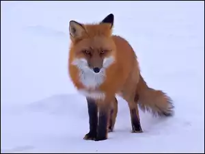 Lis, Śnieg