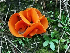 Ściółka, Grzyb, Leśna, Pomarańczowy